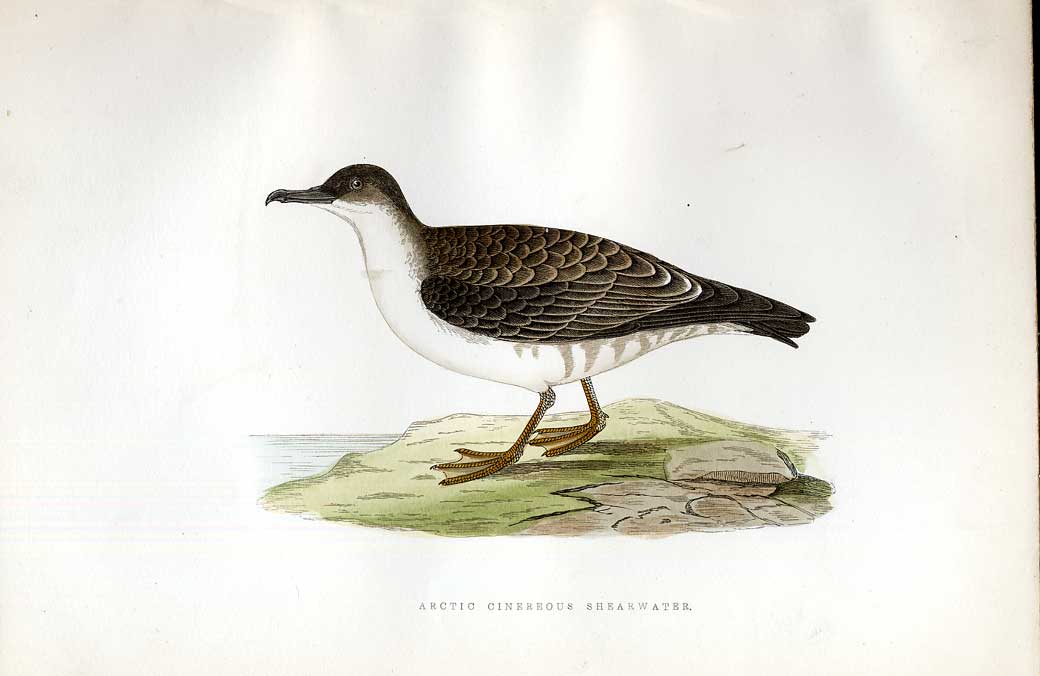 Original Old Antique Print Kentish Plover Meyer H/C Birds 1842-50 19th