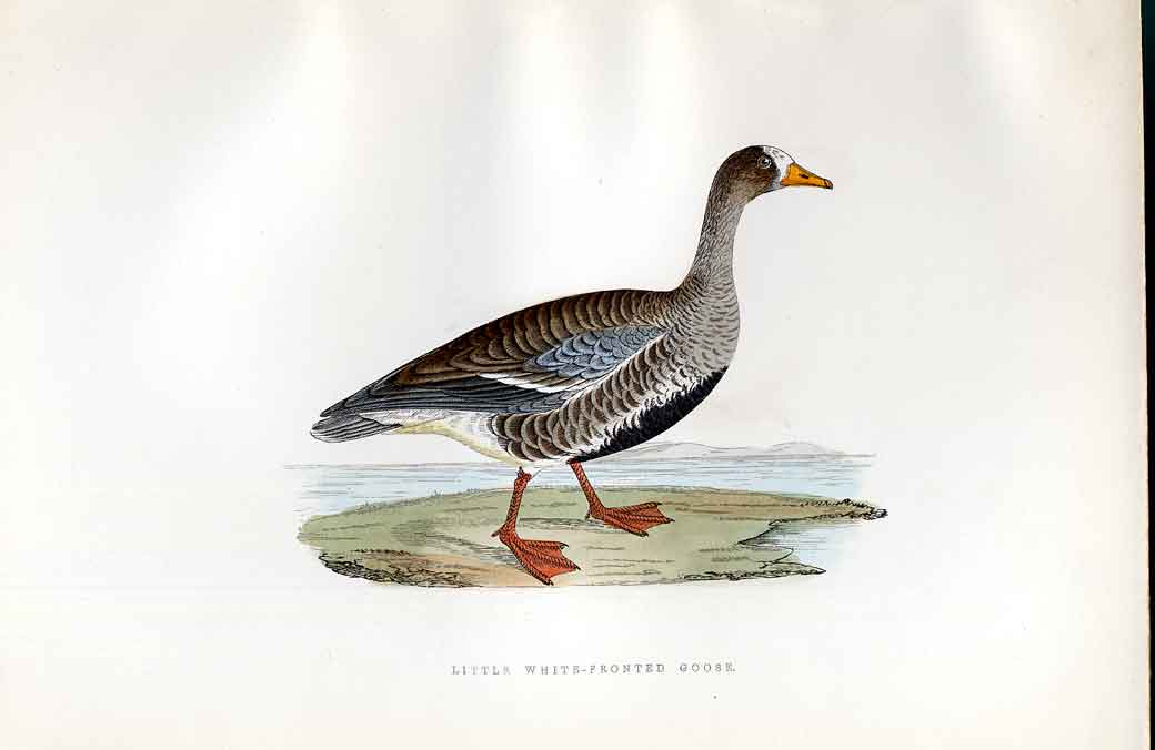 Original Old Antique Print Grey Lag Goose Meyer H/C Birds 1842-50 19th