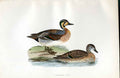 Original Old Antique Print Pink Legged Bean Goose Meyer H/C Birds 1842-50 19th