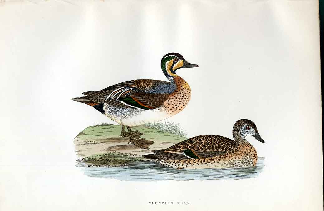 Original Old Antique Print Pink Legged Bean Goose Meyer H/C Birds 1842-50 19th