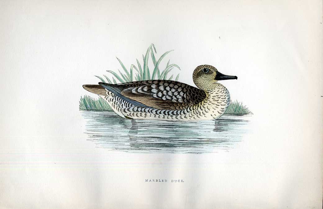 Original Old Antique Print Orange Legged Bean Goose Meyer H/C Birds 1842-50 19th
