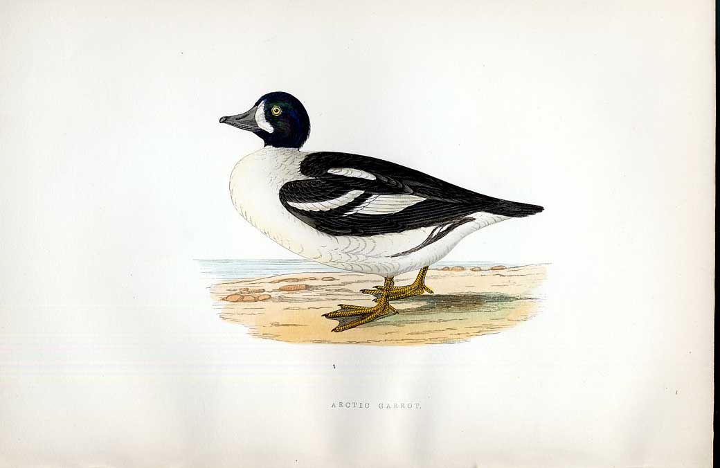 Original Old Antique Print Bernicle Goose Meyer H/C Birds 1842-50 19th