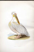Original Old Antique Print Cravat Goose Meyer H/C Birds 1842-50 19th