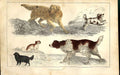 Original Old Antique Print Egyptian Goose Meyer H/C Birds 1842-50 19th