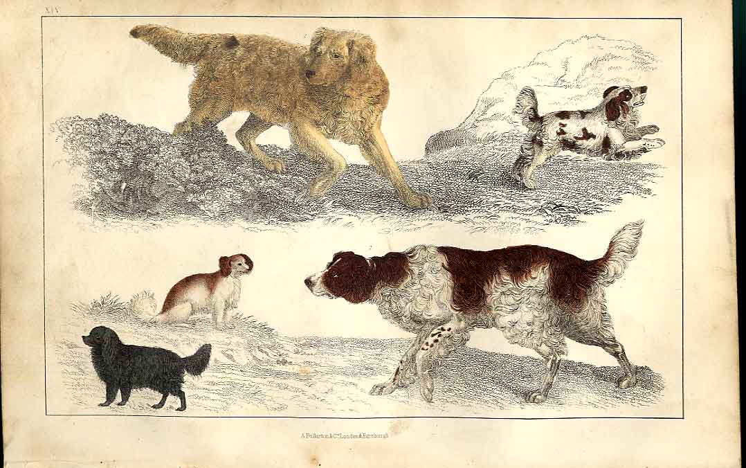 Original Old Antique Print Egyptian Goose Meyer H/C Birds 1842-50 19th