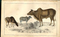 Original Old Antique Print Zebu H/C 1855 Natural History Ccows 19th