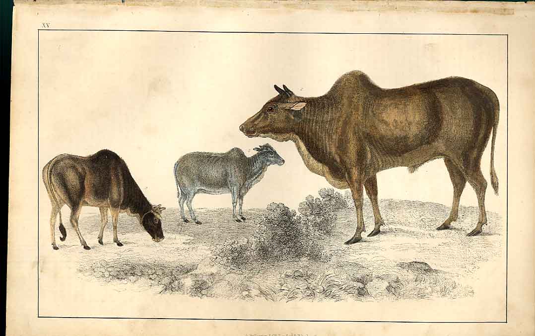 Original Old Antique Print Zebu H/C 1855 Natural History Ccows 19th