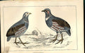 Original Old Antique Print Ruddy Sheldrake Meyer H/C Birds 1842-50 Victorian