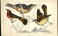 Original Old Antique Print Sheldrake Meyer H/C Birds 1842-50 19th