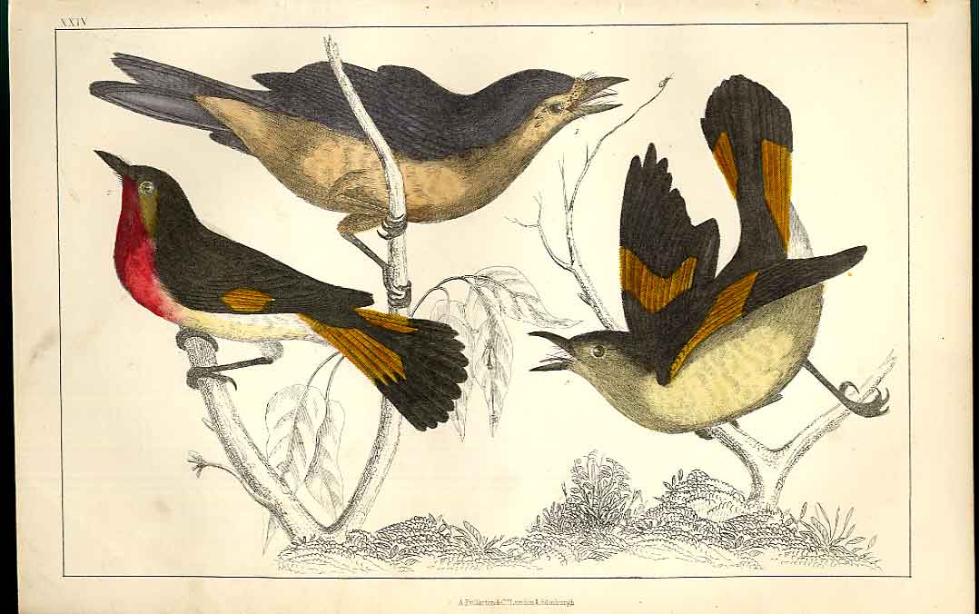 Original Old Antique Print Sheldrake Meyer H/C Birds 1842-50 19th