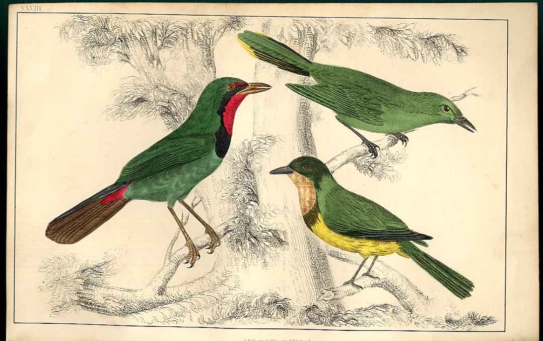 Original Old Antique Print Gadwall Duck Meyer H/C Birds 1842-50 19th