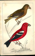 Original Old Antique Print American Crossbill H/C 1855 Birds Natural History