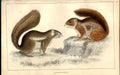 Original Old Antique Print Squirrel H/C 1855 Natural History 19th