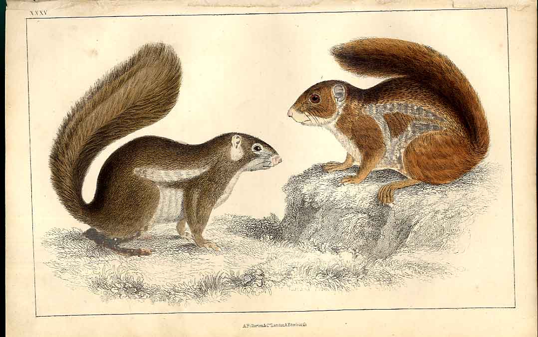 Original Old Antique Print Squirrel H/C 1855 Natural History 19th