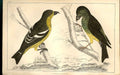 Original Old Antique Print Gargany Teal Meyer H/C Birds 1842-50 19th