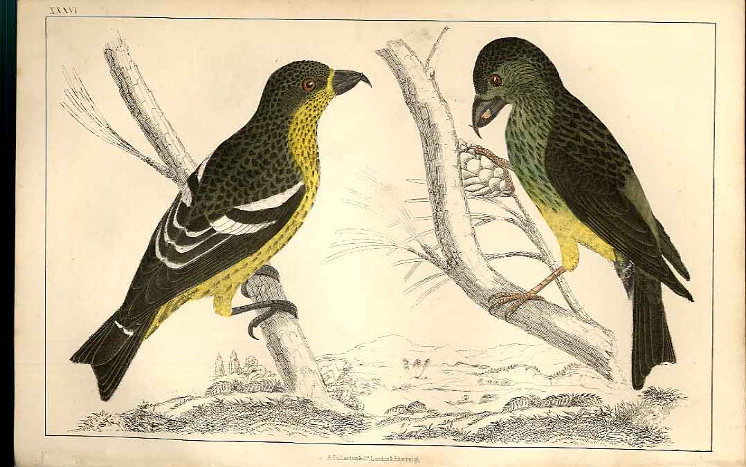 Original Old Antique Print White Winged Crossbill H/C 1855 Birds 19th