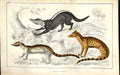 Original Old Antique Print Zibet Fossane Malacca Genet H/C 1855 19th