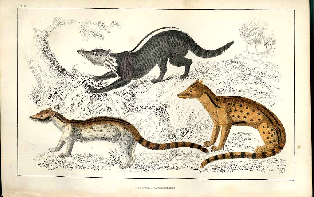 Original Old Antique Print Zibet Fossane Malacca Genet H/C 1855 19th