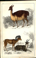 Original Old Antique Print Vicugna Peru Argali Or Big Horn H/C 1855 Victorian
