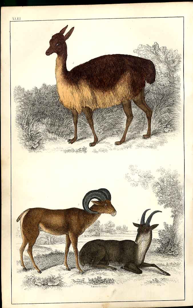 Original Old Antique Print Vicugna Peru Argali Or Big Horn H/C 1855 Victorian