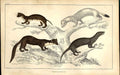 Original Old Antique Print Surf Scooter Meyer H/C Birds 1842-50 19th