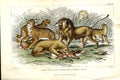 Original Old Antique Print Lion Tiger Jaguar H/C 1866 Natural History Victorian
