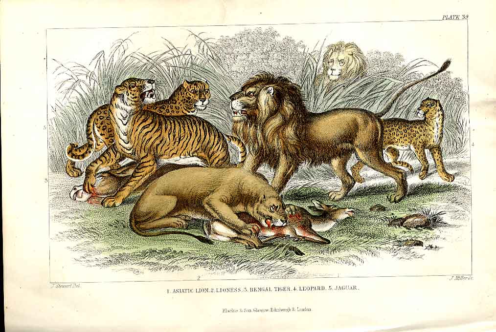Original Old Antique Print Lion Tiger Jaguar H/C 1866 Natural History Victorian