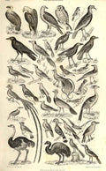 Original Old Antique Print Ornithology 1866 Natural History *6 19th