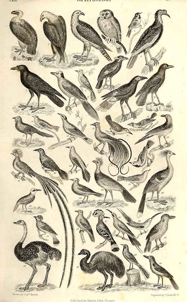 Original Old Antique Print Ornithology 1866 Natural History *6 19th