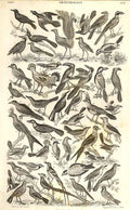 Original Old Antique Print Geb Eye Duck Meyer H/C Birds 1842-50 19th