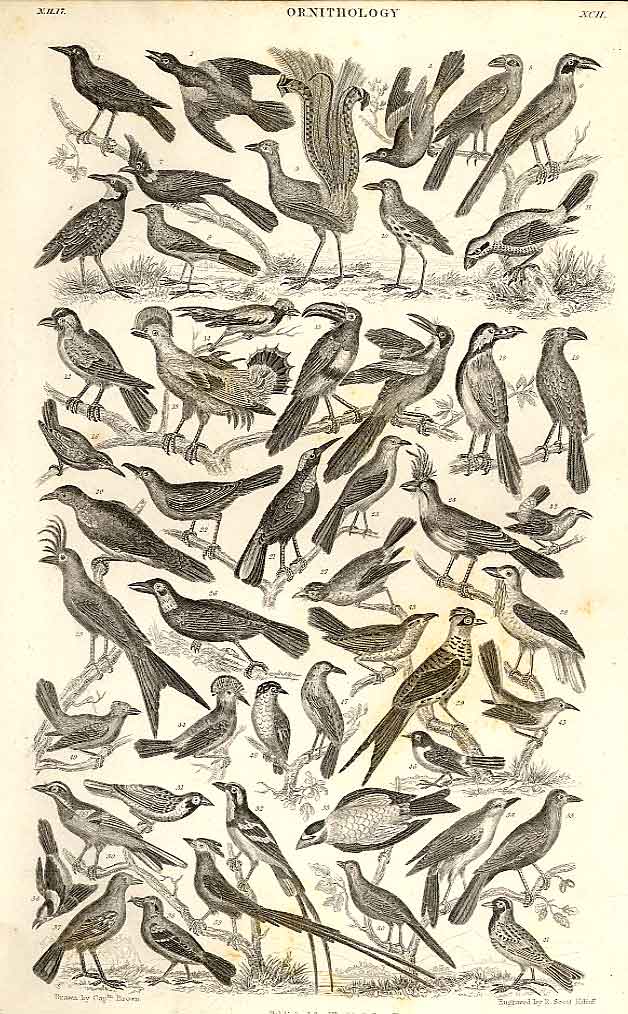 Original Old Antique Print Geb Eye Duck Meyer H/C Birds 1842-50 19th