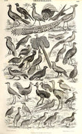 Original Old Antique Print Harlequin Duck Meyer H/C Birds 1842-50 19th