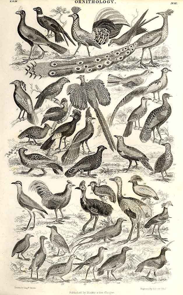 Original Old Antique Print Ornithology 1866 Natural History *3 19th