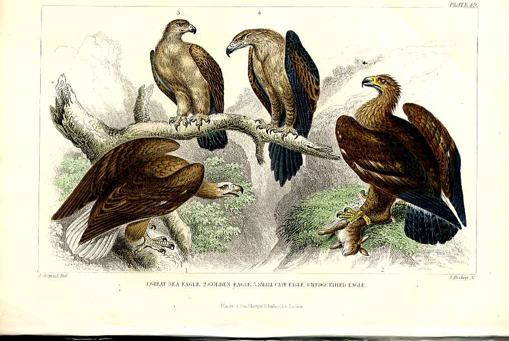 Original Old Antique Print Goossander Meyer H/C Birds 1842-50 19th