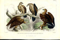 Original Old Antique Print Gen Eagle H/C 1866 Natural History Birds Victorian