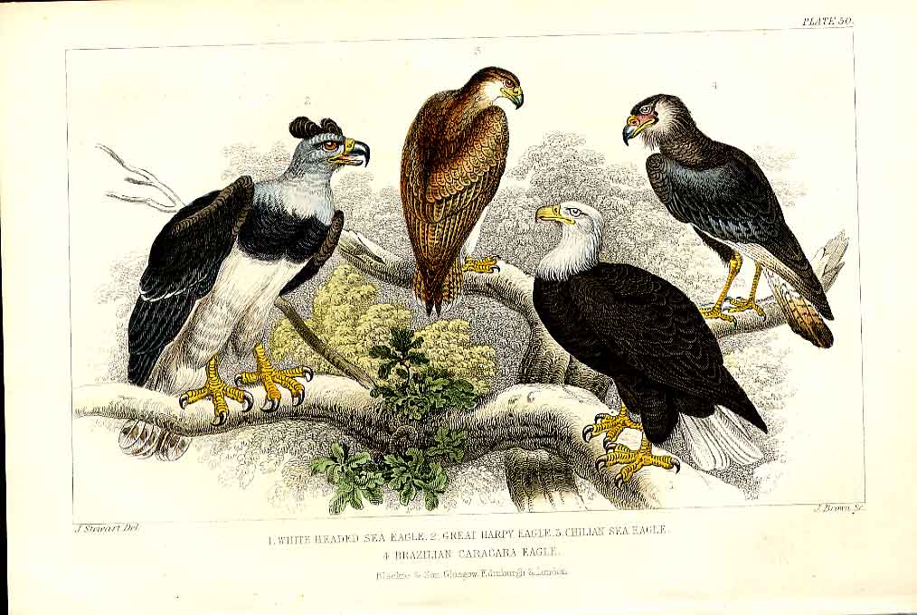 Original Old Antique Print Rewd Breasted Merganser Meyer H/C Birds 1842-50 19th