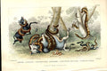 Original Old Antique PrintSnakes H/C 1866 Natural History