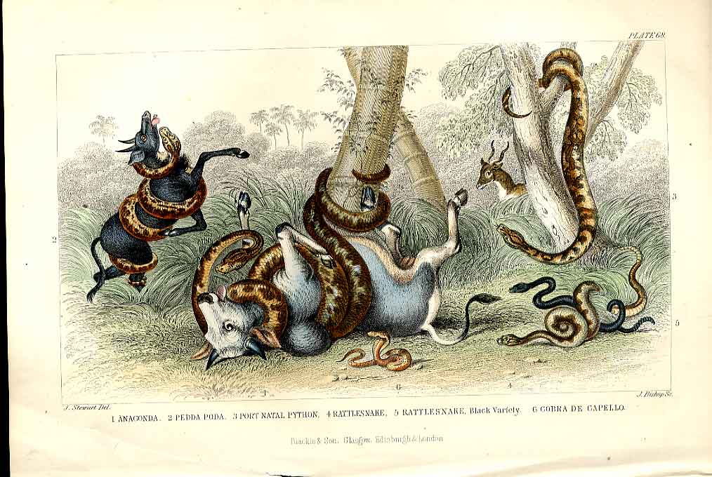 Original Old Antique PrintSnakes H/C 1866 Natural History