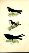 Original Old Antique Print Martin Flycatcher Swift Feathered Tribes 1841 Mudie