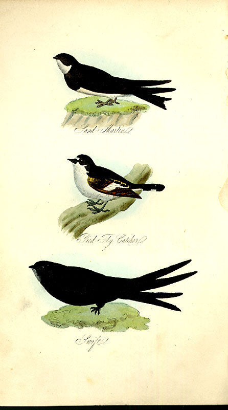 Original Old Antique Print Martin Flycatcher Swift Feathered Tribes 1841 Mudie