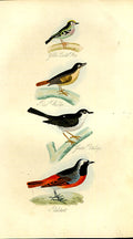 Old Antique Print Wren Warbler Redstart Feathered Tribes 1841 Mudie Birds 19th