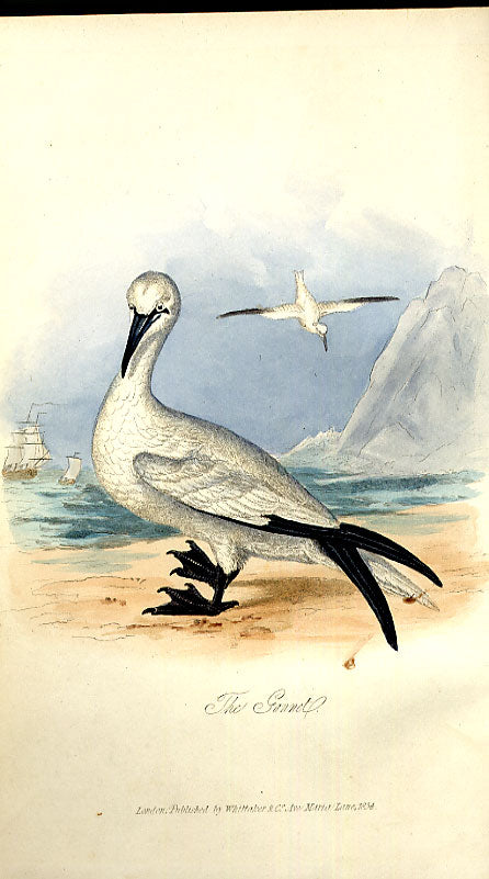 Original Old Antique Print Eared Grebe Meyer H/C Birds 1842-50 19th