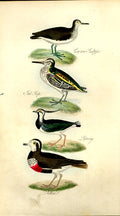Original Old Antique Print Little Grebe Meyer H/C Birds 1842-50 19th