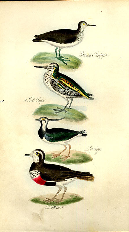 Original Old Antique Print Little Grebe Meyer H/C Birds 1842-50 19th
