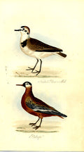 Original Old Antique Print Black Throated Diver Meyer H/C Birds 1842-50 19th
