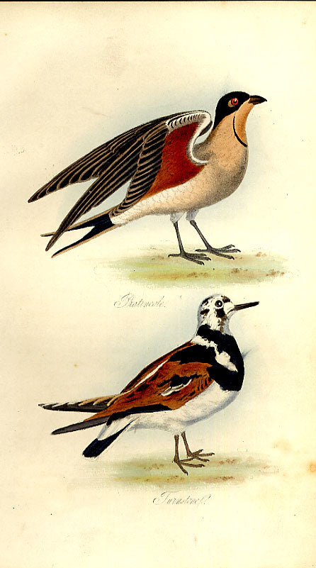 Old Antique Print Pratincole Turnstone Feathered Tribes 1841 Mudie Birds 19th