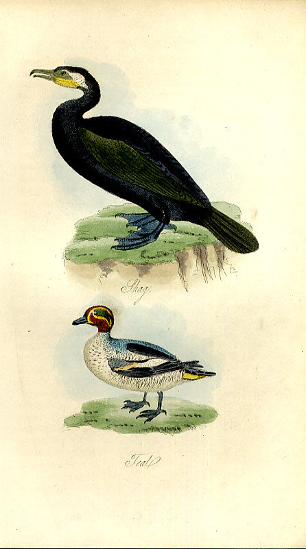 Original Old Antique Print Foolish Guillemot Meyer H/C Birds 1842-50 Victorian