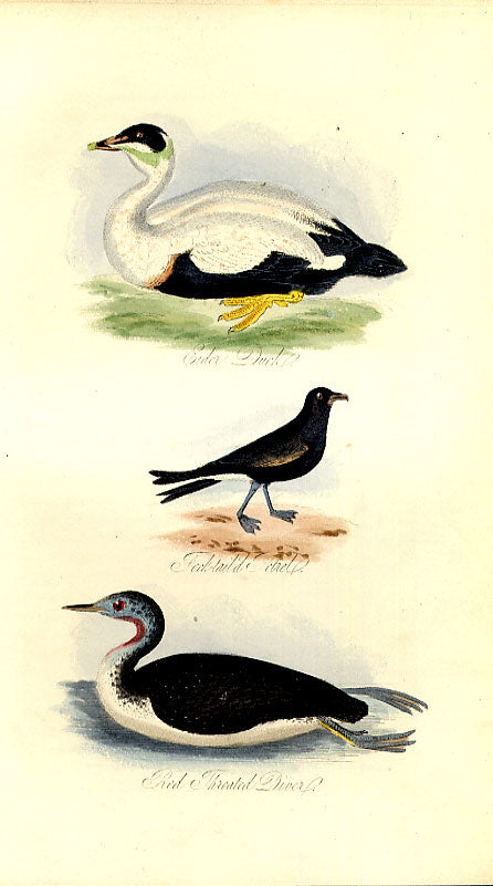 Original Old Antique Print Black Guillemot Meyer H/C Birds 1842-50 Victorian