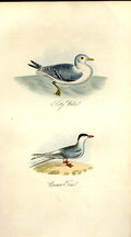 Original Old Antique Print Kitty Wake Tern Feathered Tribes 1841 Mudie Birds