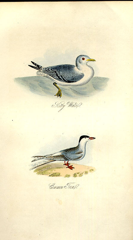 Original Old Antique Print Kitty Wake Tern Feathered Tribes 1841 Mudie Birds